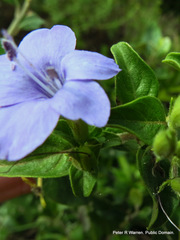 Barleria obtusa