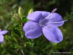 Barleria obtusa