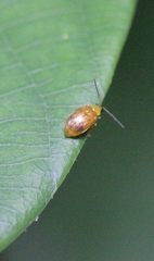 Sinoluperus subcostatus