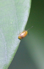 Sinoluperus subcostatus