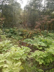 Heracleum sosnowskyi