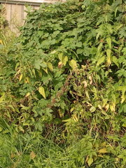 Urtica dioica