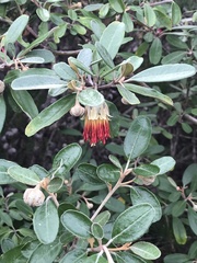 Diplolaena dampieri