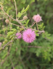 Mimosa hamata