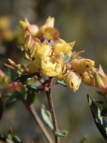 Image of Penaea acutifolia by (c) Rebecca Ryen-Stols, some rights reserved (CC BY-SA)
