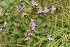 Limonium binervosum