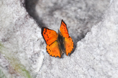 Chrysoritis chrysaor