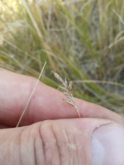 Carex praecox