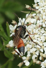 Ichneumon extensorius