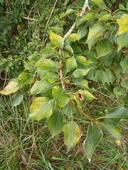 Populus × sibirica