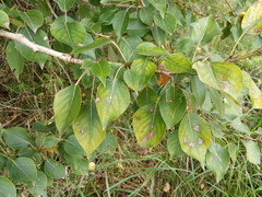 Populus × sibirica