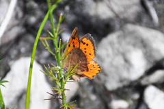 Chrysoritis chrysaor