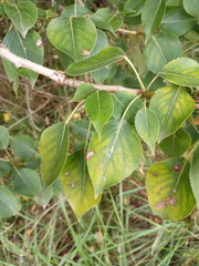 Populus × sibirica