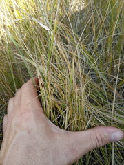 Carex praecox