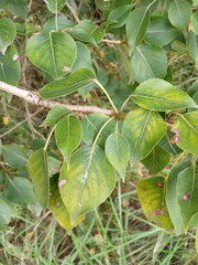 Populus × sibirica