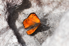Chrysoritis chrysaor