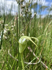 Pterostylis falcata
