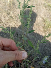 Chenopodium striatiforme