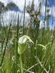 Pterostylis falcata