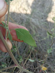 Chenopodium striatiforme