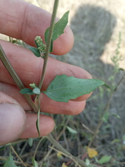 Chenopodium striatiforme