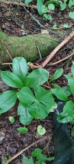 Clintonia udensis