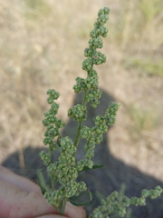 Chenopodium striatiforme