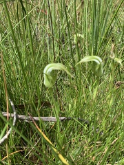 Pterostylis falcata