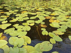 Nuphar lutea