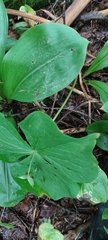 Clintonia udensis