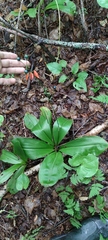 Clintonia udensis
