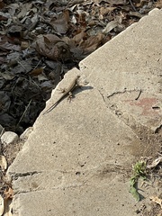 Sceloporus occidentalis
