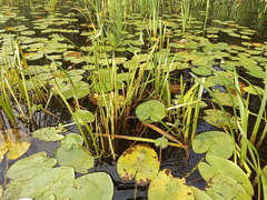 Nuphar lutea