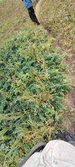 Juniperus chinensis sargentii