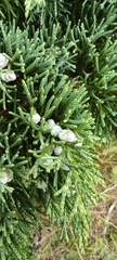 Juniperus chinensis sargentii