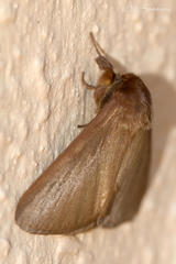 Phyllalia patens