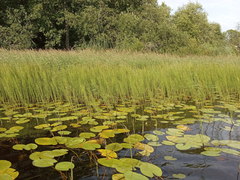 Nuphar lutea