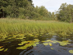 Phragmites australis
