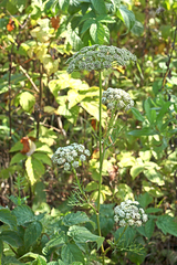 Selinum carvifolia