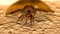 Phyllalia patens