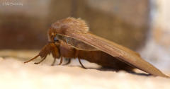 Phyllalia patens