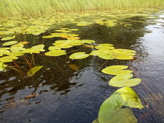 Nuphar lutea