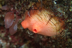 Cnemidocarpa finmarkiensis