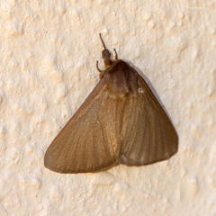 Phyllalia patens