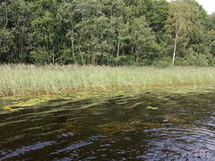 Phragmites australis