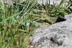 Timon lepidus ibericus