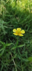 Ranunculus illyricus