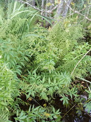 Cicuta virosa
