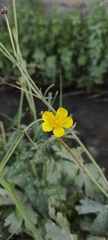 Ranunculus illyricus