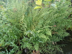 Thelypteris palustris